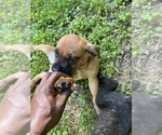 Small Photo #4 Cane Corso Puppy For Sale in UPPER MARLBORO, MD, USA