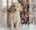 Small Photo #11 Goldendoodle Puppy For Sale in GOLDEN CITY, MO, USA