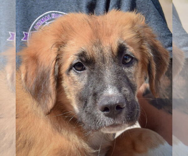 Medium Photo #6 Boxer-German Shepherd Dog Mix Puppy For Sale in Huntley, IL, USA