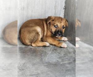 American Staffordshire Terrier-Unknown Mix Dogs for adoption in San Antonio, TX, USA