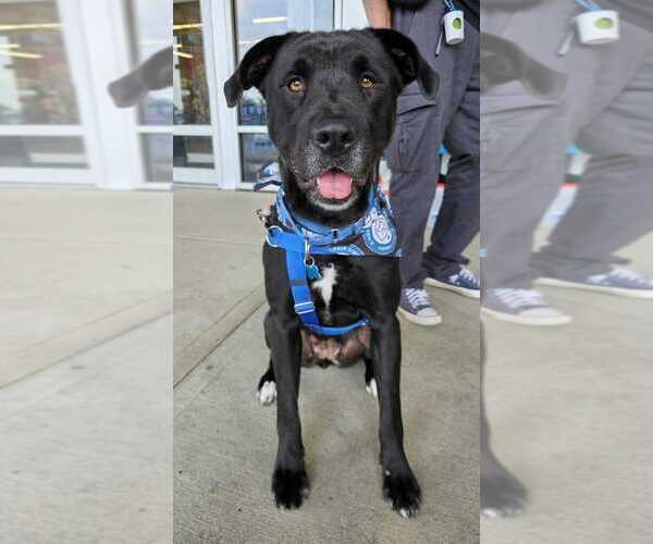 Medium Photo #22 Labrador Retriever-Unknown Mix Puppy For Sale in Bethesda, MD, USA