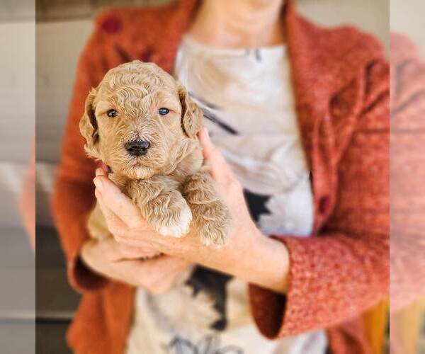 Medium Photo #14 Poodle (Standard) Puppy For Sale in WAGENER, SC, USA