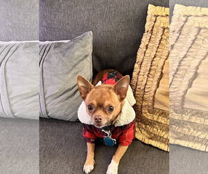 Kai - Male Chihuahua Dog for Adoption - Photo #2