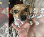 Small #2 Chihuahua Mix