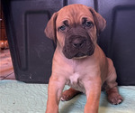 Small #3 Boerboel-Cane Corso Mix