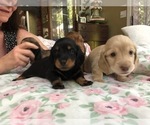 Small Photo #4 Dachshund Puppy For Sale in ATASCADERO, CA, USA