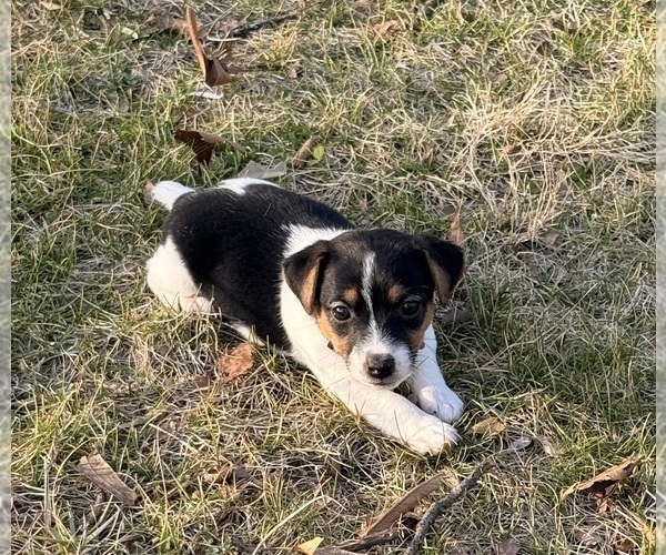 Medium Photo #2 Jack Russell Terrier Puppy For Sale in FREEMAN, MO, USA