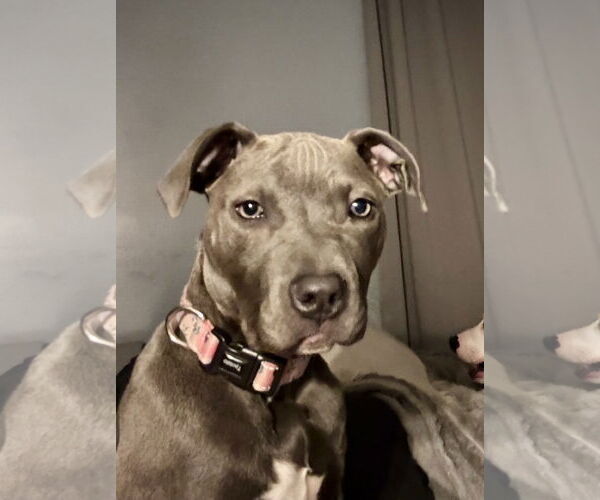 Medium Photo #1 American Pit Bull Terrier-Unknown Mix Puppy For Sale in Hillsboro, MO, USA