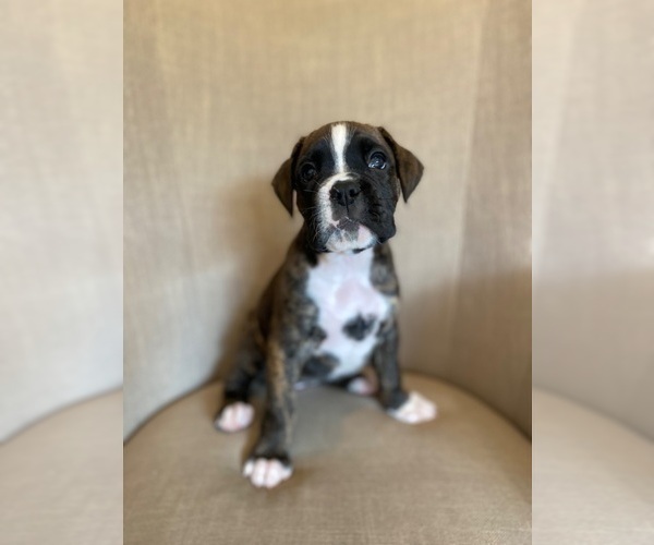 Medium Photo #2 Boxer Puppy For Sale in WAUKESHA, WI, USA
