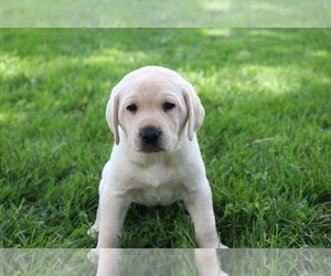 Medium Labrador Retriever