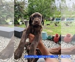 Small #1 Labrador Retriever