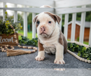 Medium Olde English Bulldogge