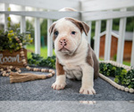 Puppy Cody Olde English Bulldogge
