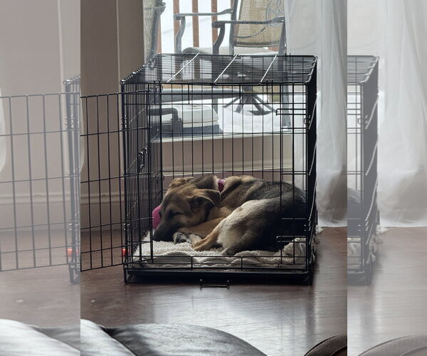 Medium Photo #7 German Shepherd Dog-Unknown Mix Puppy For Sale in Rockaway, NJ, USA