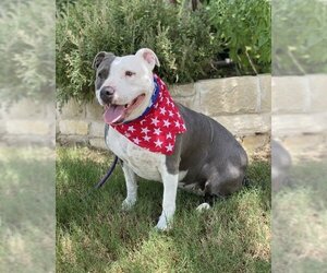 American Pit Bull Terrier-Unknown Mix Dogs for adoption in Euless, TX, USA