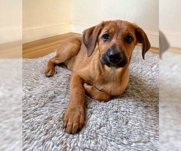 Medium Photo #3 Labrador Retriever-Unknown Mix Puppy For Sale in Fremont, CA, USA
