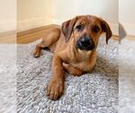 Small #2 Labrador Retriever Mix