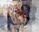 Small Photo #1 Yorkshire Terrier Puppy For Sale in CULLOWHEE, NC, USA