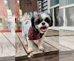 Small #4 Shih Tzu Mix