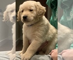 Small Photo #3 Golden Retriever Puppy For Sale in FERNDALE, WA, USA
