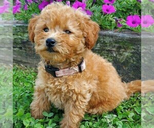 Miniature Labradoodle Puppy for sale in NEW PROVIDENCE, PA, USA