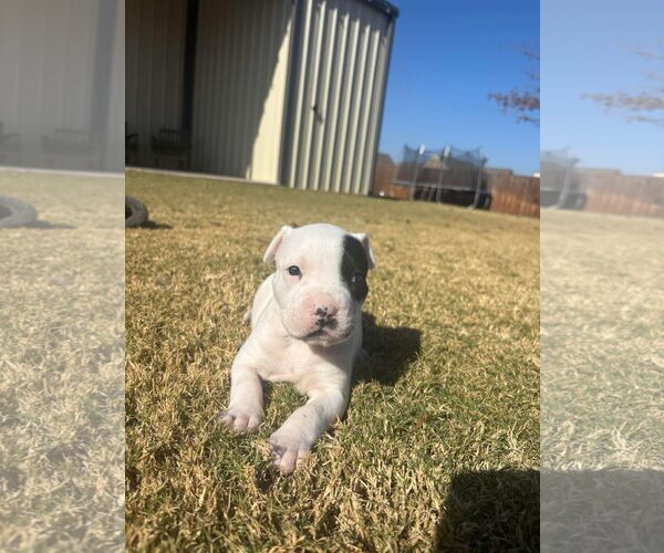 Medium Photo #2 American Staffordshire Terrier-Collie Mix Puppy For Sale in Dallas, TX, USA