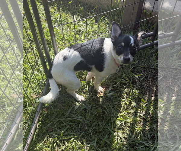Medium Photo #1 Chihuahua-Unknown Mix Puppy For Sale in Cranston, RI, USA