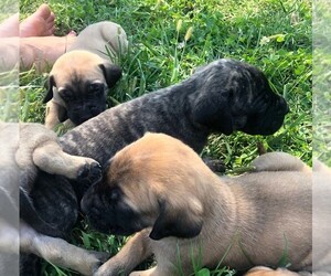 Mastiff Puppy for sale in BROWNS VALLEY, CA, USA