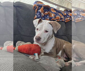 Mutt Dogs for adoption in Mount Laurel, NJ, USA