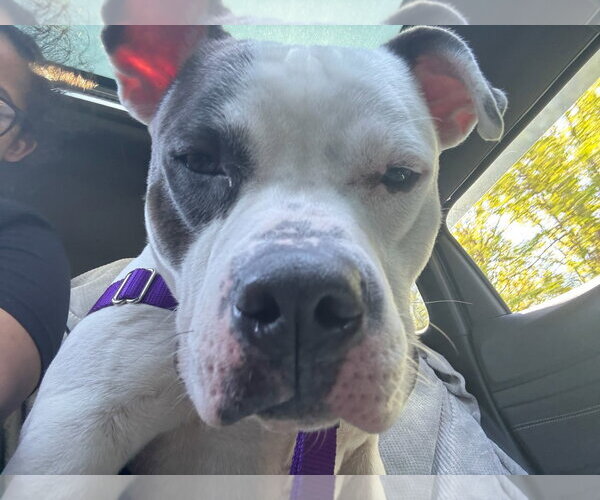 Medium Photo #3 Mutt Puppy For Sale in Crete, IL, USA