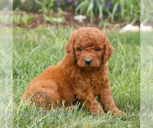 Miniature Labradoodle Puppy for sale in GORDONVILLE, PA, USA