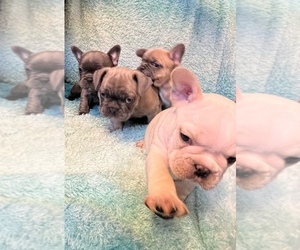 French Bulldog Puppy for sale in HAYDEN, CO, USA