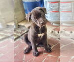 Small #6 Huskies -Labrador Retriever Mix