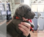 Small Photo #4 Great Dane Puppy For Sale in OGDEN, UT, USA