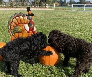 Double Doodle Puppy for sale in GALT, CA, USA