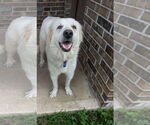 Small #5 Great Pyrenees