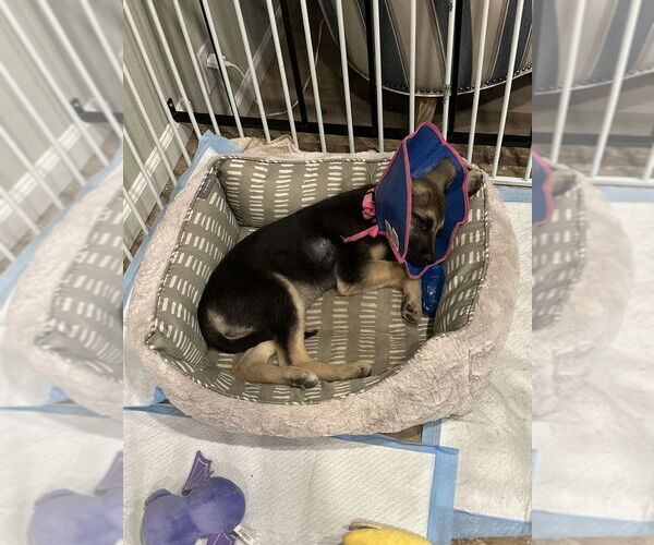 Medium Photo #2 German Shepherd Dog-Unknown Mix Puppy For Sale in West Sacramento, CA, USA