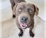Small #1 Staffordshire Bull Terrier