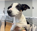 Small #3 Rat Terrier Mix