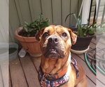 Small #1 Boxer Mix