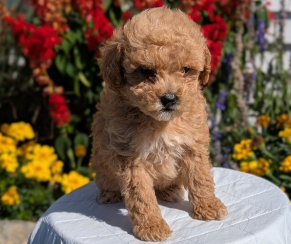 Medium Photo #5 Goldendoodle (Miniature) Puppy For Sale in GOSHEN, IN, USA