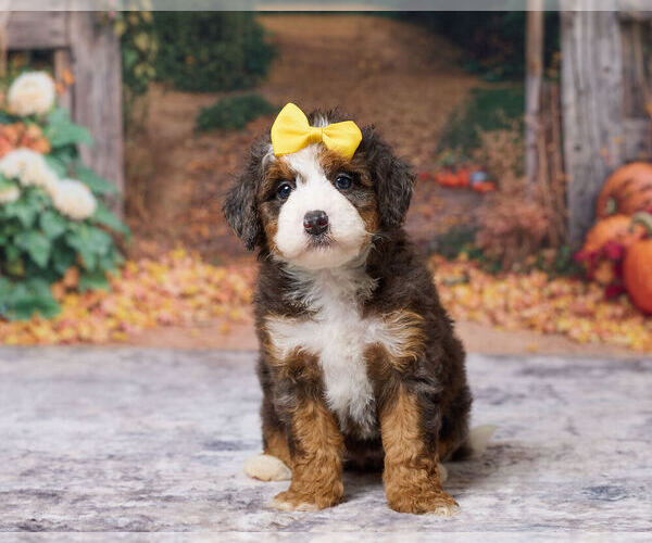 Medium Photo #1 Bernedoodle (Miniature) Puppy For Sale in DUNDEE, OH, USA
