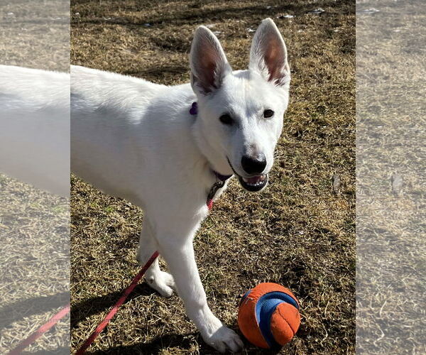 Medium Photo #3 - Mix Puppy For Sale in Hoffman Estates, IL, USA