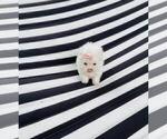 Hand Delivery - Female Maltese Puppy for Sale - Photo #6
