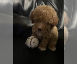 Poodle (Toy) Puppy for sale in MATTOON, IL, USA