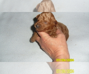 Poodle (Toy) Puppy for sale in DULUTH, GA, USA