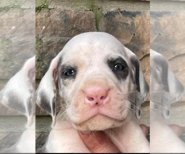 Medium Photo #2 Great Dane Puppy For Sale in SELLERSBURG, IN, USA