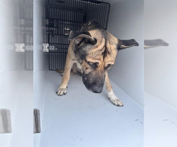 Medium Photo #1 German Shepherd Dog-Unknown Mix Puppy For Sale in Houston, TX, USA