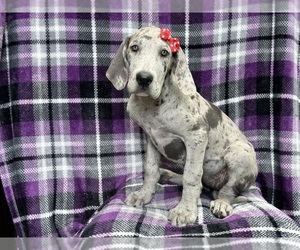 Great Dane Puppy for Sale in LAKELAND, Florida USA