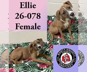 Labrador Retriever-Unknown Mix Dogs for adoption in Georgetown, KY, USA